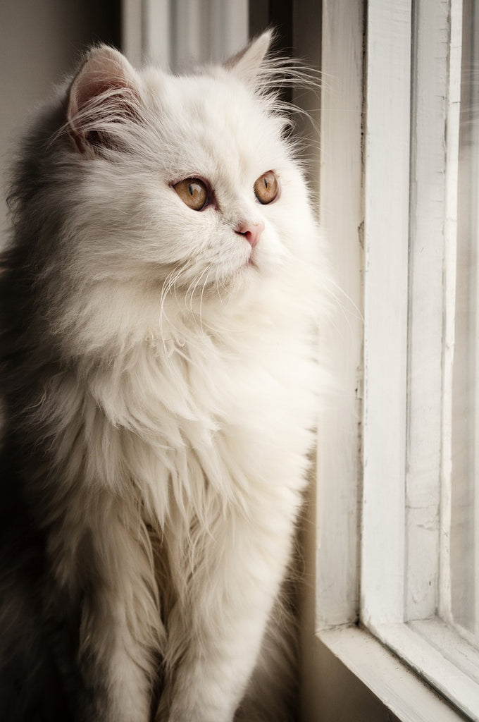 Cat Breeds 101: Persian