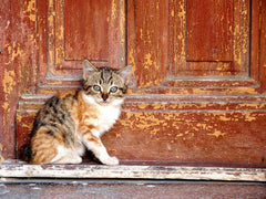Cat Door Training For Outdoor Cats