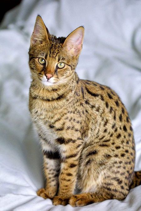 Spotted Cat Breeds 101: Ocicat & The Bengal