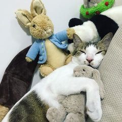 Cat Can't Sleep Without Toy