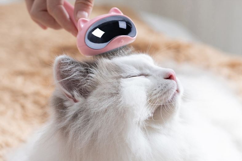 Grooming Your Cat With Daily Brushing