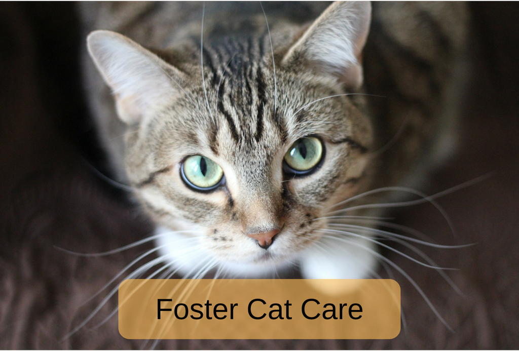Foster Cat Care: What You Need to Know