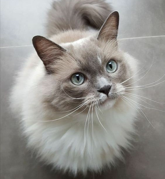What Cat Breed Is Most Suitable For Me?