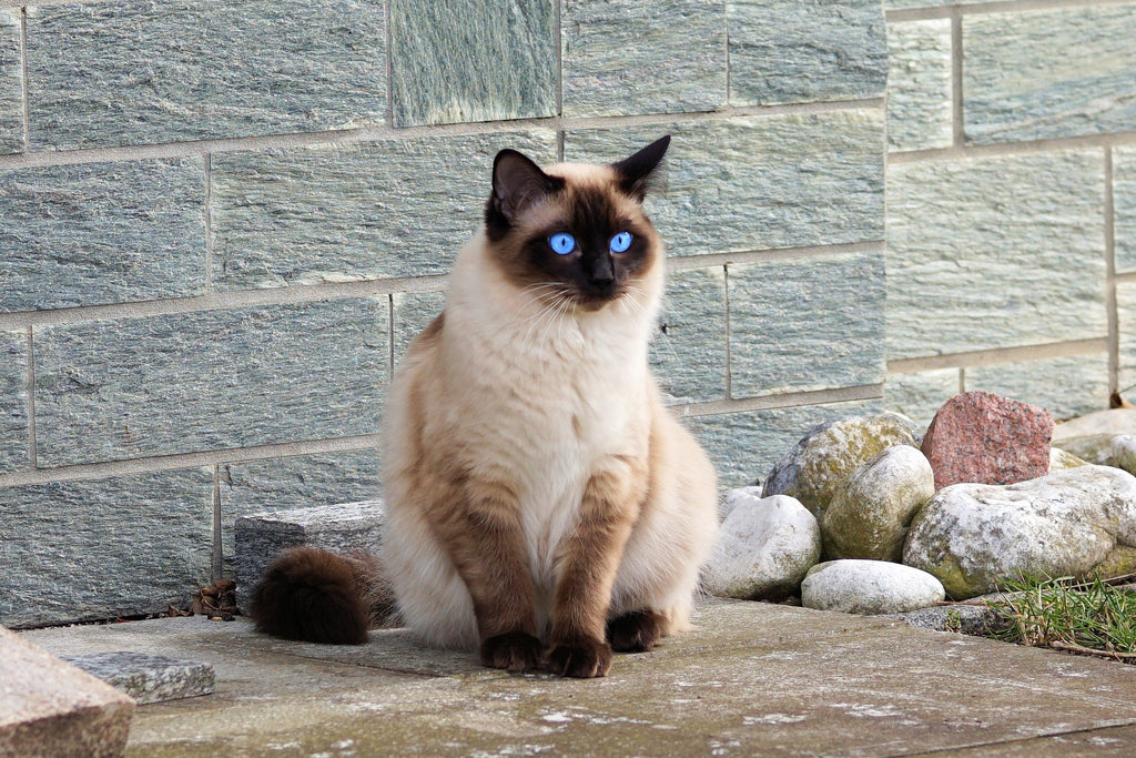 An In-Depth Look At Siamese Cats and Their Characteristics