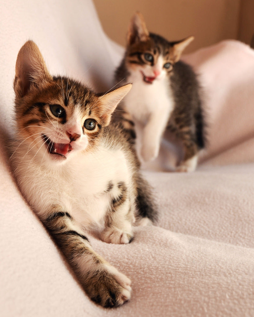Live and learn: How Kittens Learn to Hunt