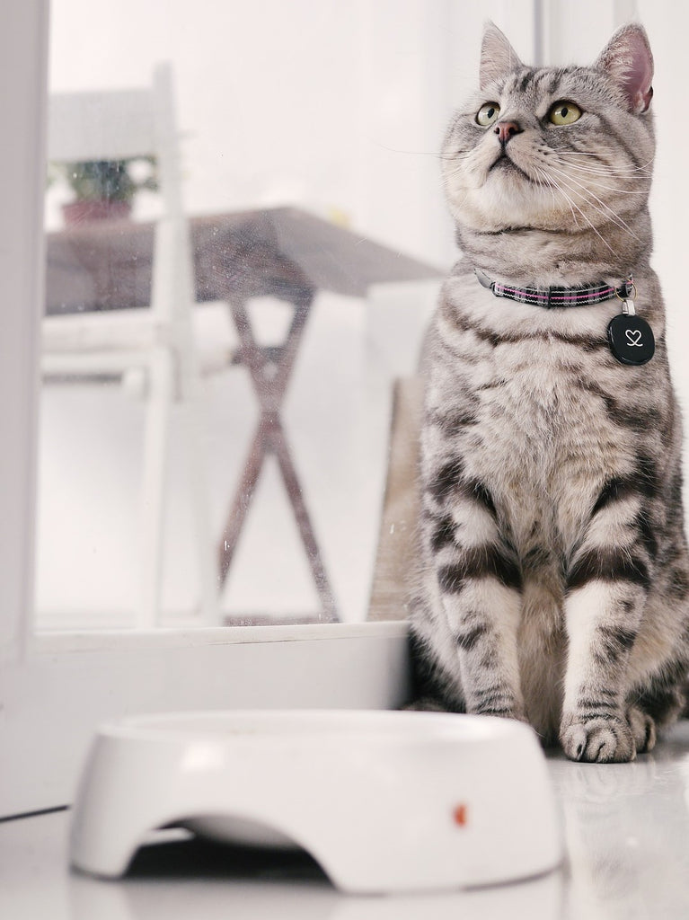 First 3 Things To Teach Any Cat: Feeding, Scratching & Toilet Training