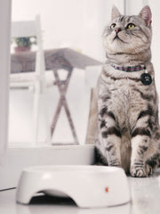 First 3 Things To Teach Any Cat: Feeding, Scratching & Toilet Training