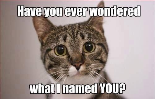 Guide and Inspirations to Naming Your Cat