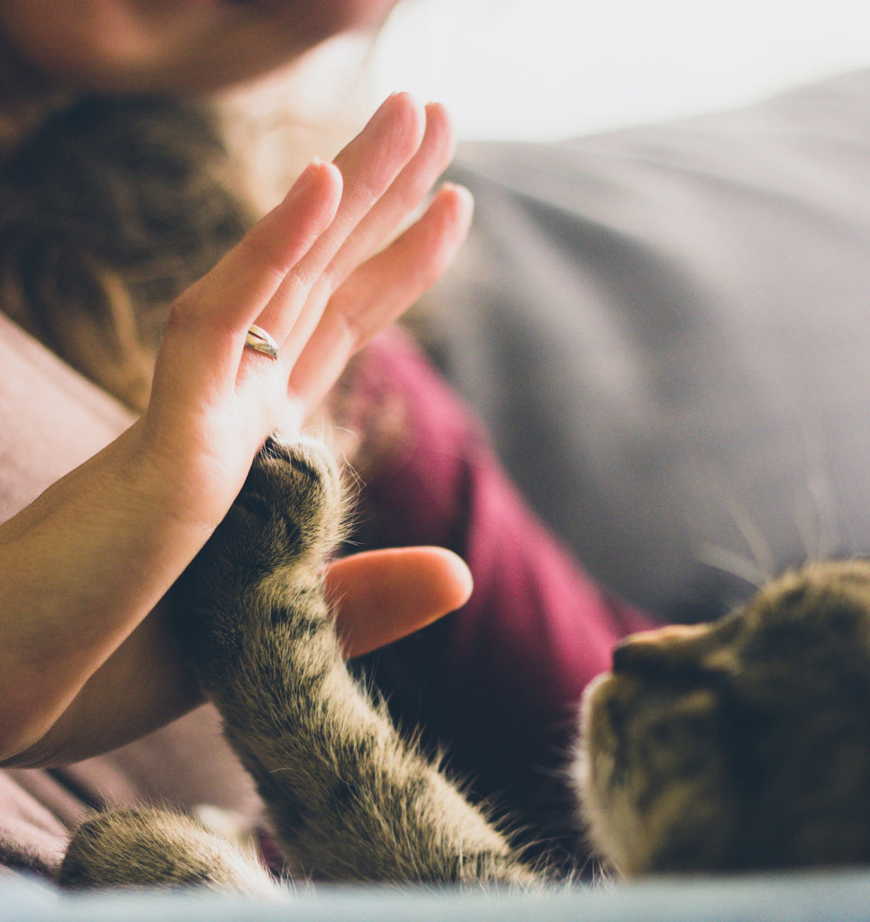 Directions and Tips For Cat Behavior Training