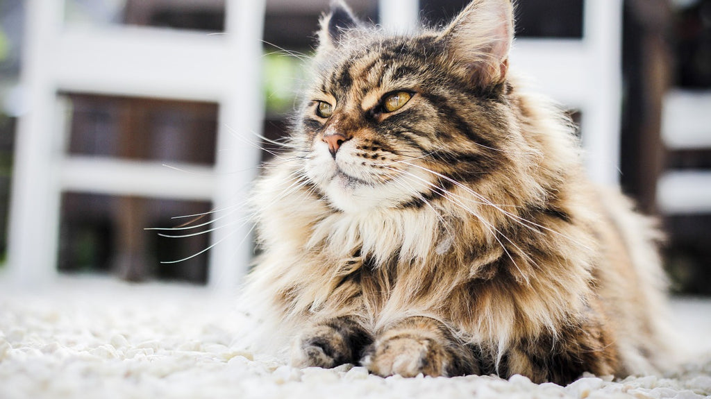101 Introduction to Cat Breeds