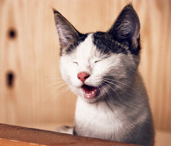 Reduce Excessive Meowing & Yowling: Training Your Cat To Be Quiet